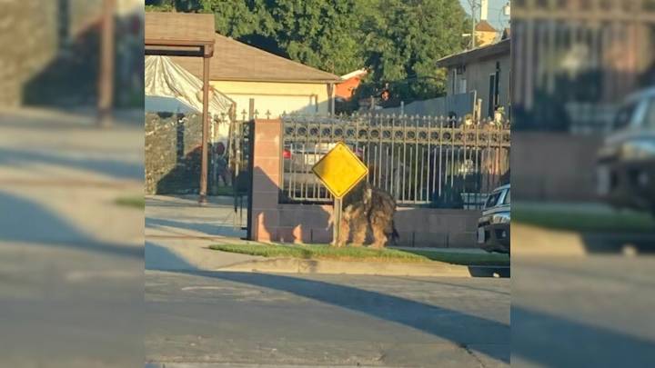 Terrified Dog Thrown From Moving Car Waits In California Traffic Until Help Arrives
