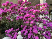 Transplanting shrubs: Timing and technique for a thriving garden