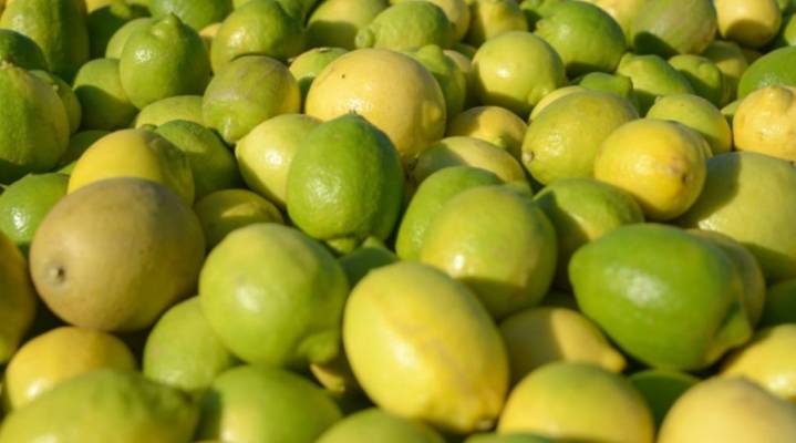 Crecieron 18% las exportaciones de frutas argentinas en los primeros 8 meses del año