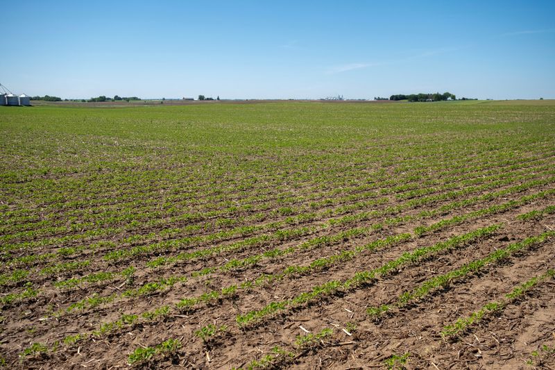 US soybean farmers, deserted by big buyer China, scramble for other importers