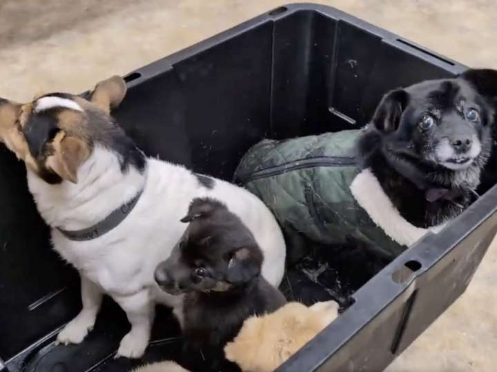 Ante la evacuación masiva en Alaska, cómo es la misión de rescatar a los perros que quedaron en las aldeas devastadas por el tifón Halong