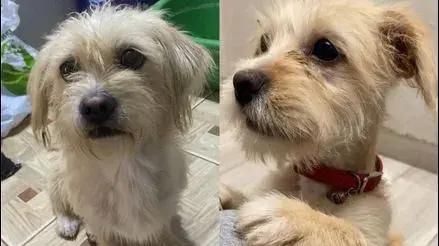 Puente Piedra: familia busca a perrita Kitty que desapareció hace un mes