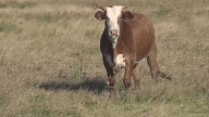 Cattle industry faces tough times across Southeast Texas