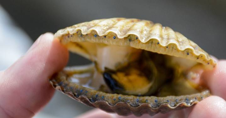 Long Island aquaculture businesses receive $4 million boost