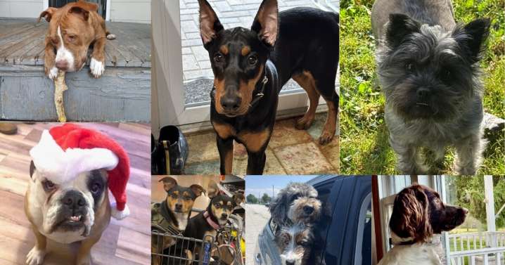 Here is this week's Dog Walking Forecast photo gallery