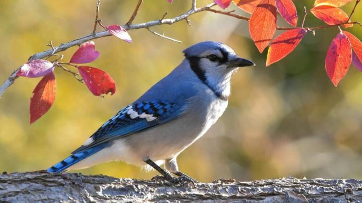 Outreach Event Fails After Toronto Mennonite Church Hosts Actual Blue Jay Watching Party