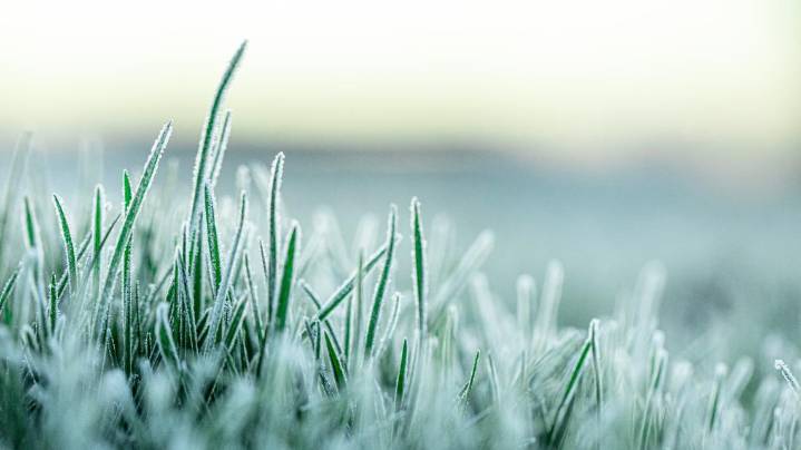 Frost Advisory issued for Kentuckiana, some counties under Freeze Watch