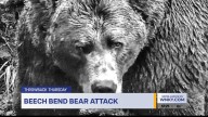 Throwback Thursday: The 1951 Bear Attack at Beech Bend