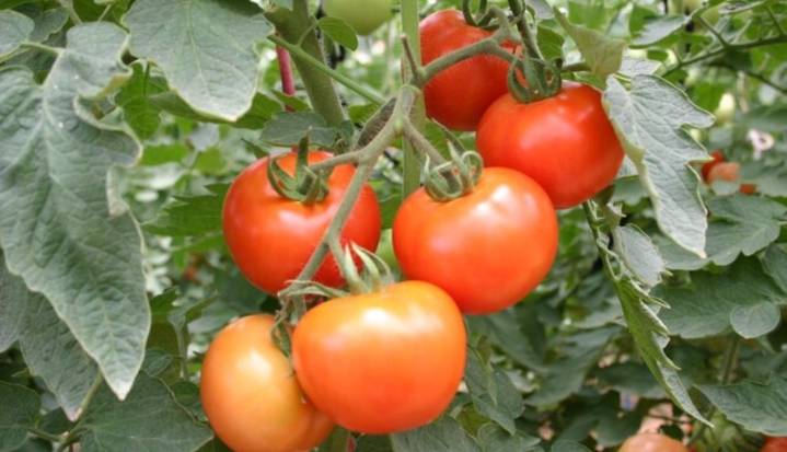 Investigadores desarrollan spray capaz de mejorar la respuesta de los tomates a sequías