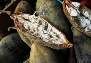 Conoce el baobab: el superalimento africano que está conquistando los paladares de todo el mundo