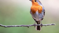 Deja esto en una bandeja y los hermosos petirrojos acudirán en masa a tu jardín en otoño e invierno