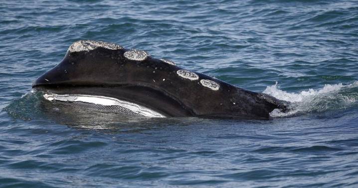 'Great news': Slow but steady growth in population of North Atlantic right whales