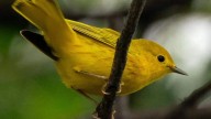 Todavía tienes tiempo de visitar “Aves de Sinaloa”, una exposición que celebra la naturaleza del estado