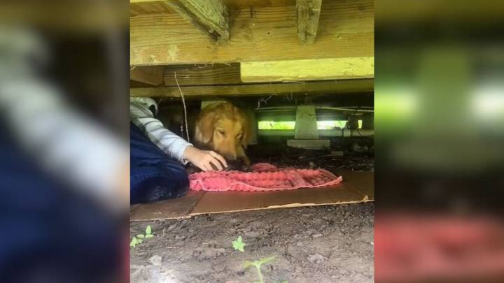 Texas Woman’s Surprise Turns Heartbreaking When She Finds What’s Hidden In Her Crawl Space
