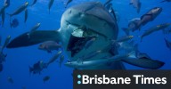 Queensland: Shark nets ‘don’t actually do anything’. Why are we using them?
