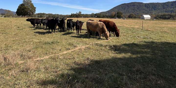 East Tennessee farmers feeling impact of rising beef prices
