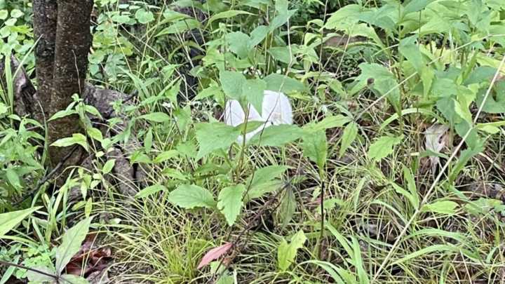 Couple Sees Tiny White Shape In The Illinois Woods And Makes A Heartwarming Discovery