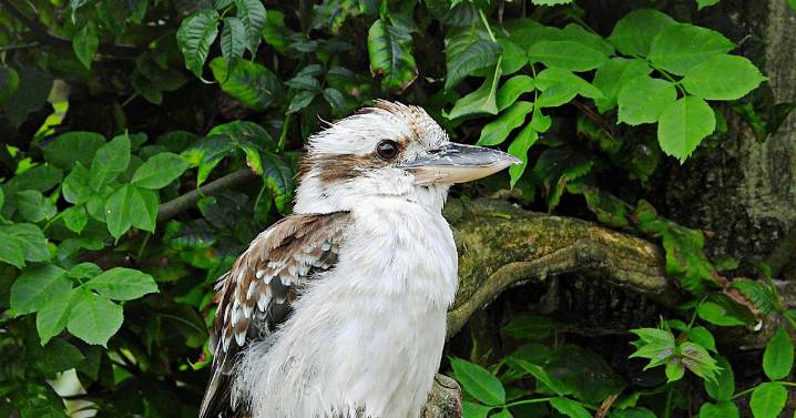 South West zoo announces 'heartbreaking' closure after 17 years