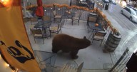 Bear necessities: Black bear goes shopping on Main Street in downtown Bozeman