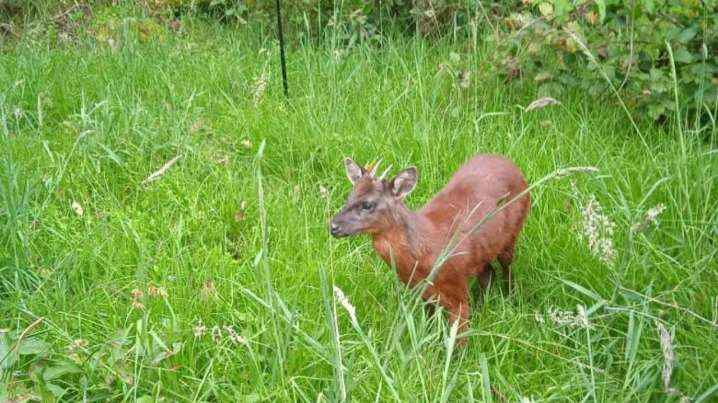 Rescatan y liberan un venado soche en zona rural de Duitama