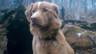 Good Boy Review – 'A highly effective indie horror'