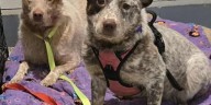 Rescues step in after around 350 animals found on Dells