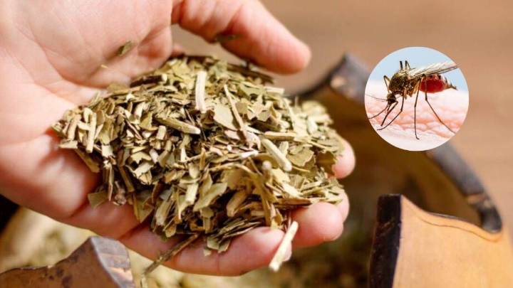 Yerba mate: el descubrimiento argentino que podría ayudar a combatir el dengue
