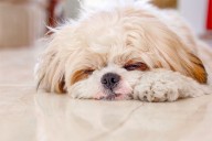 11 Sleepy Dog Breeds That Love Afternoon Naps