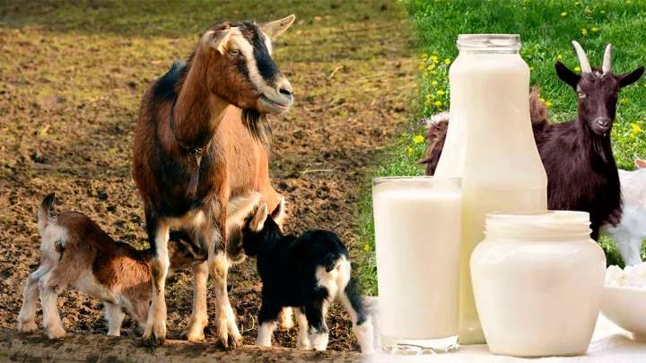 Ayacucho produce miles de litros de leche de cabra sin mercado ni apoyo