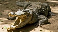 Cocodrilos en una isla del Caribe se adaptaron y evolucionaron como "nuevas especies"