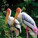 Wildlife Restoration: Painted Storks Return to Kaziranga After Four