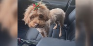 Lexington woman hoping to be reunited with dog who escaped from groomers