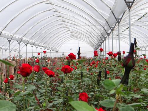 Las rosas de Colombia, orgullo nacional que conquista el mundo