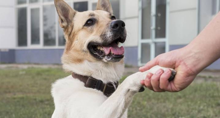 Tienen una pata predominante: cómo saber si tu perro es zurdo o diestro