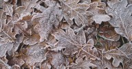 Now's The Time To Prep For Frost!