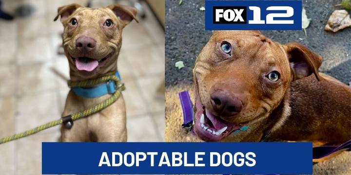 Multnomah County Animal Services seeks adopters after kennels reach 90% capacity