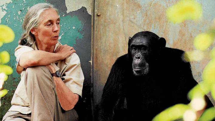 Famous Primatologist Jane Goodall Dies At 91