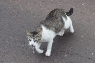 Detienen al hombre que mató a Millu, la gata de un vecindario en Canarias