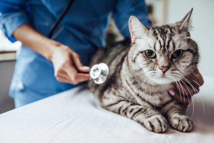 California to ban cat declawing