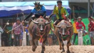 From Fields To Cultural Icons: Buffaloes Take Centre Stage At Thailand’s Harvest Festival
