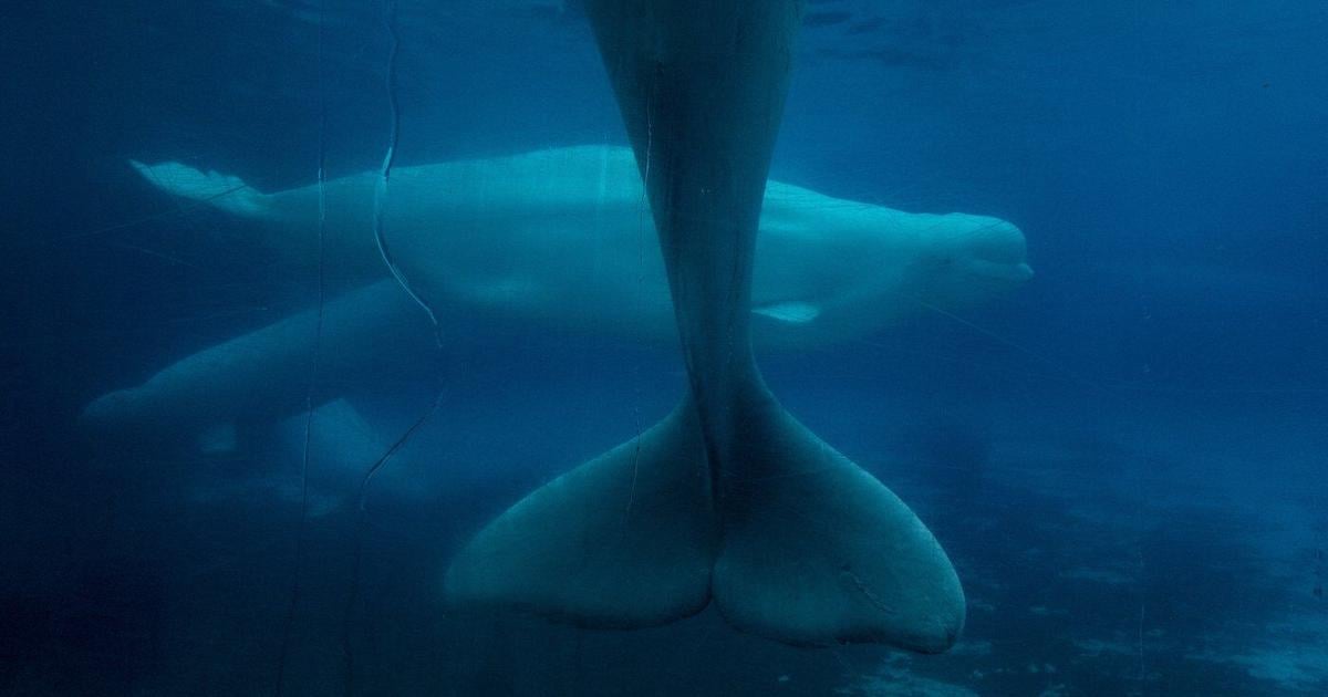 Marineland decries Ottawa decision to bar export of remaining beluga whales to China