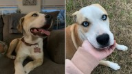 Desperate Dog In Texas Cries On Porch After Her Friends Are Taken Away By Animal Control
