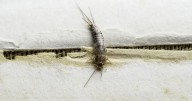 Insects invading UK homes during October could be sign of huge problem
