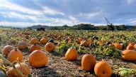 Upstate NY farm with pumpkin cannon named one of America’s best pumpkin patches