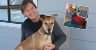 Matey finds a forever home through RSPCA's Pillow Paws program