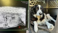 Mississippi Dog’s Rescue Story Starts With Heartbreak And Ends With A Jaw