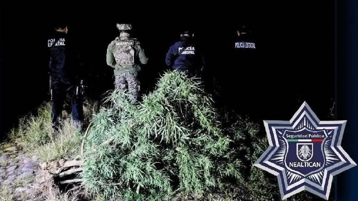 Descubren plantío de marihuana en Nealtican; las plantas alcanzaban dos metros de altura