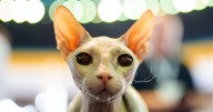 Photos from the world's largest cat show, as 1,000 felines and their fans gather in Romania