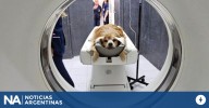 La Facultad de Veterinaria de la UNLP tiene el primer tomógrafo computado en una universidad pública del país