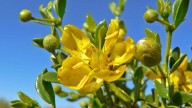 Guamis o gobernadora, el arbusto del Desierto de Chihuahua usada en la medicina tradicional: ¿Para qué sirve?